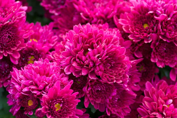 Flowergarden — Stockfoto