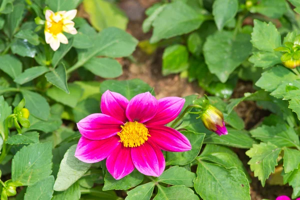 Blomma trädgård — Stockfoto