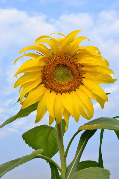 태양 꽃 — 스톡 사진