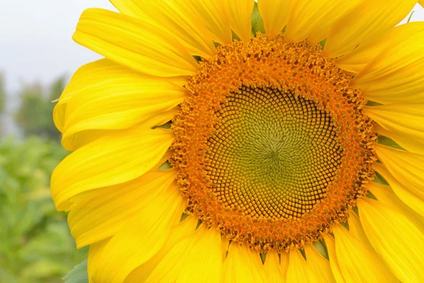 Сонце квітка — стокове фото
