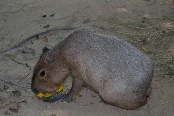 Kapibara. —  Fotos de Stock