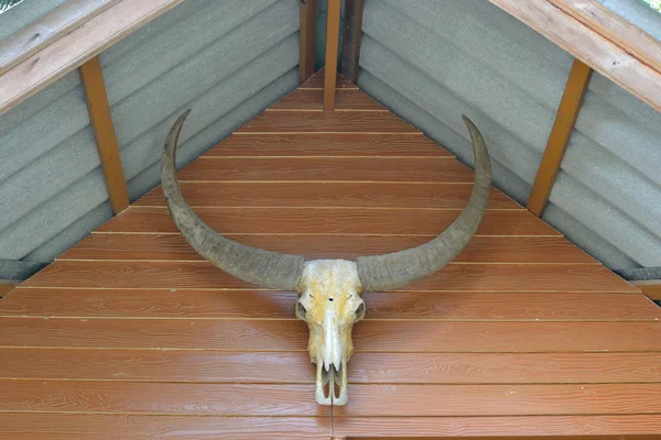 Bull skull — Stock Photo, Image