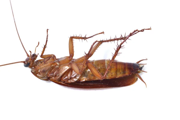 stock image Cockroach