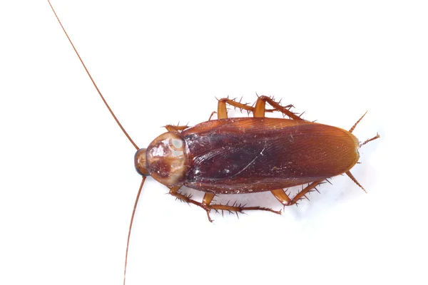 Cucaracha — Foto de Stock