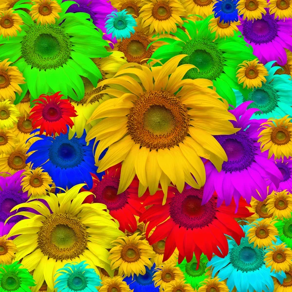 Flor solar — Fotografia de Stock