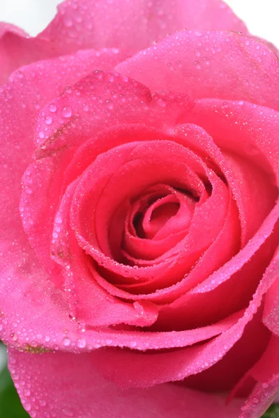 Różowa róża — Zdjęcie stockowe
