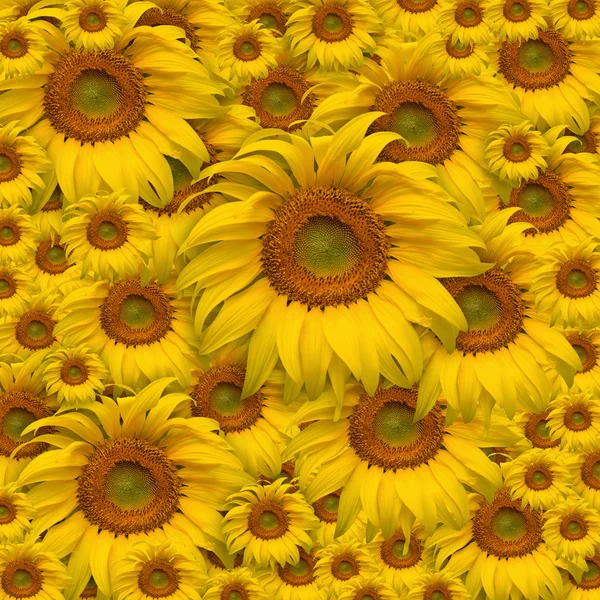 Zon bloem — Stockfoto