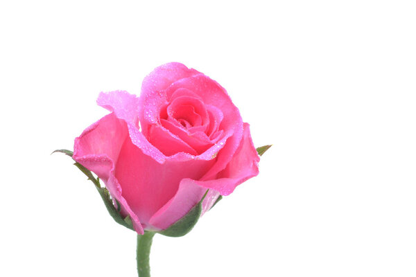 Close up view of pink rose on white background.