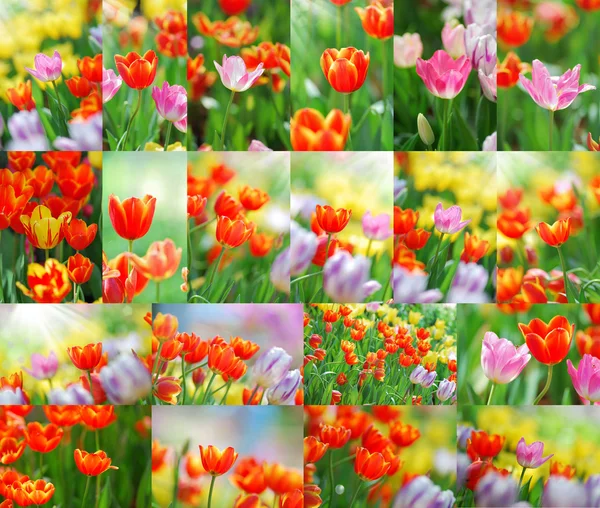 Set di tulipani — Foto Stock