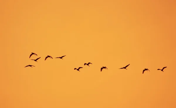 Rangée d'oiseaux — Photo