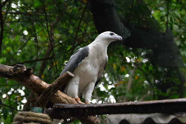 kartal