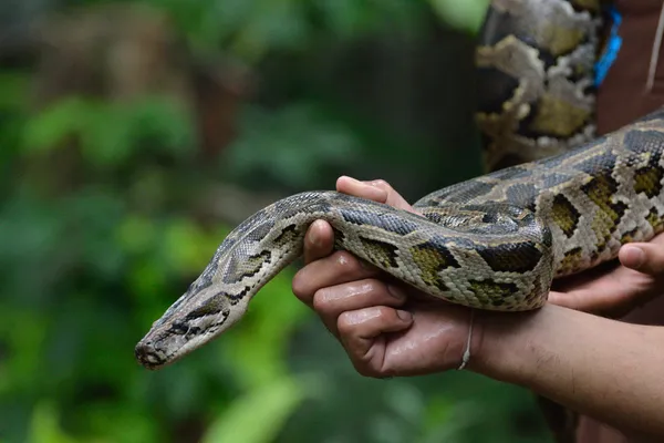 비단 뱀 — 스톡 사진