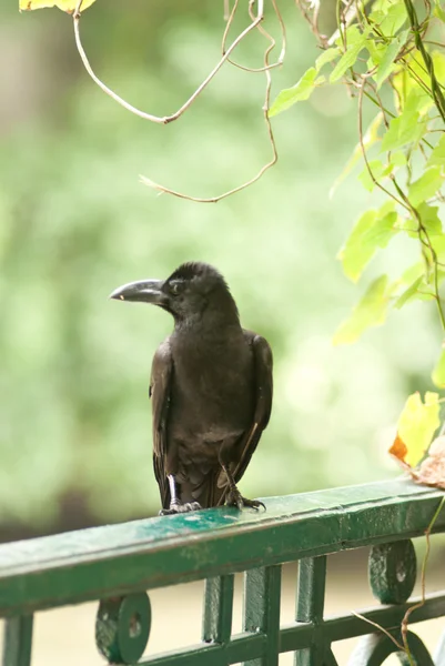 Soltero cuervo —  Fotos de Stock