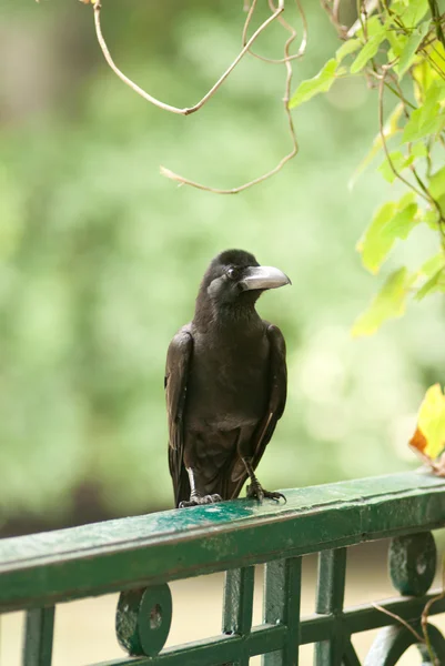 Одинокая ворона — стоковое фото