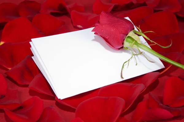 Röd ros och ett vitt kort på kronbladen Royaltyfria Stockbilder