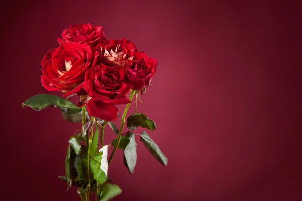 红色背景上的红玫瑰花束 — 图库照片