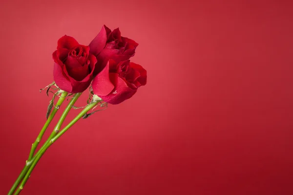 Ramo de rosas rojas sobre un fondo rojo — Foto de Stock