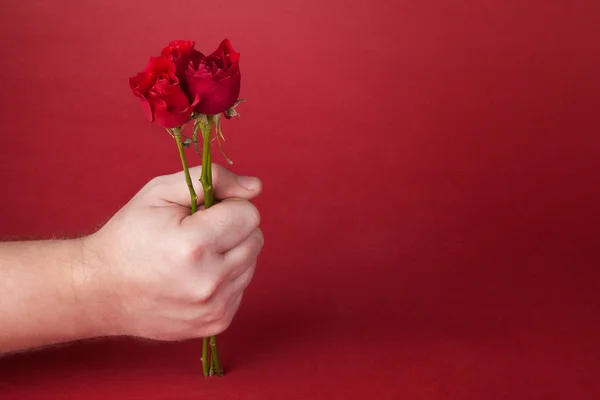 Ramo de rosas rojas en la mano de un hombre sobre un fondo rojo Fotos de stock
