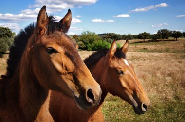 Breed of horses clipart