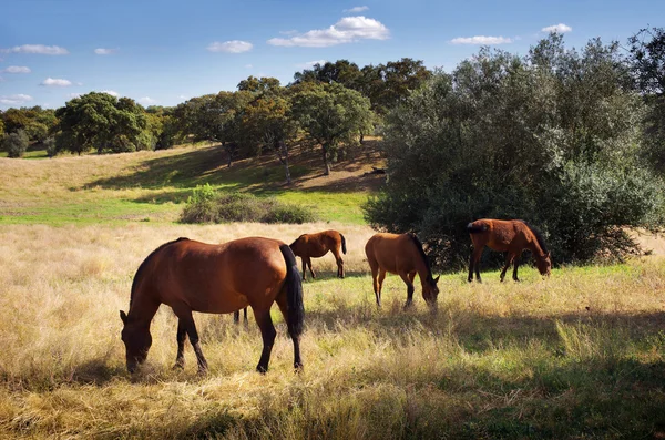 Ras av hästar — Stockfoto
