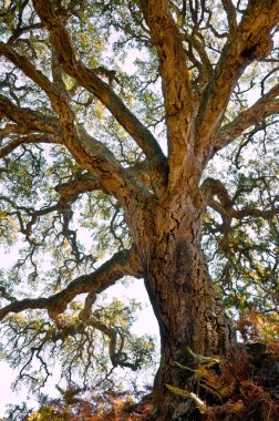 Centenarian cork tree clipart