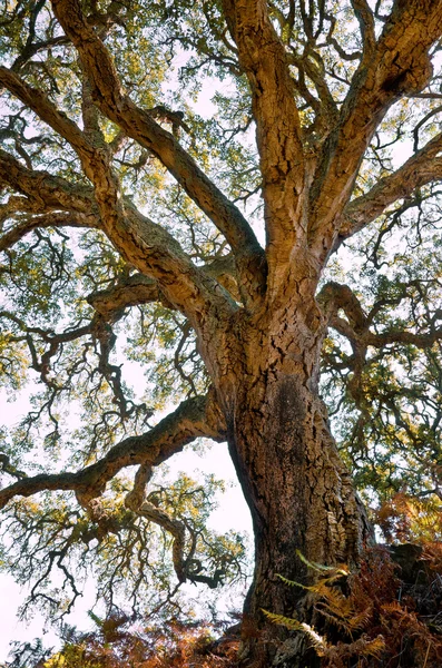 Stoletý strom cork — Stock fotografie