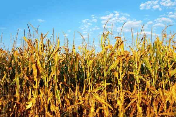 Campo de maíz — Foto de Stock