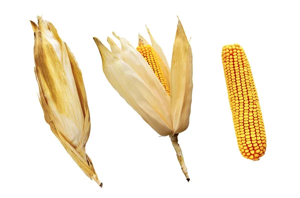 Три качанів кукурудзи — стокове фото