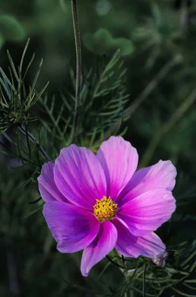 Cosmos Flower — Stock Photo, Image