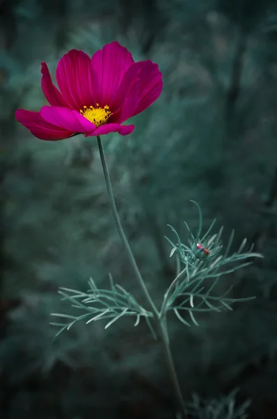 Kosmos kwiat — Zdjęcie stockowe