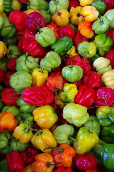 Barevné chili pepper — Stock fotografie