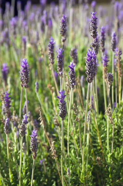 stock image Lavender flowers