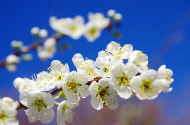 Almond Blossom clipart