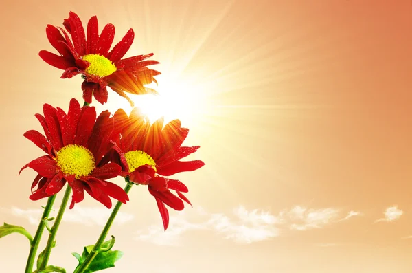 Sunrays Flowers — Stock Photo, Image