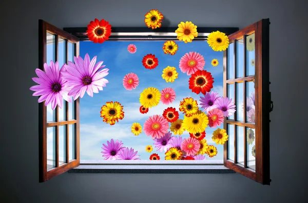 Blumenfenster — Stockfoto