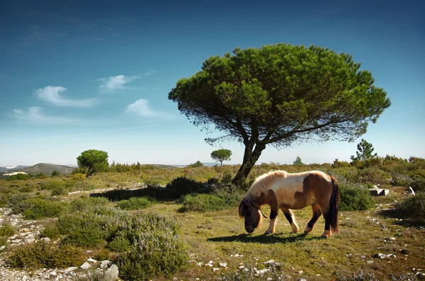 Pastoreo de pony — Foto de Stock