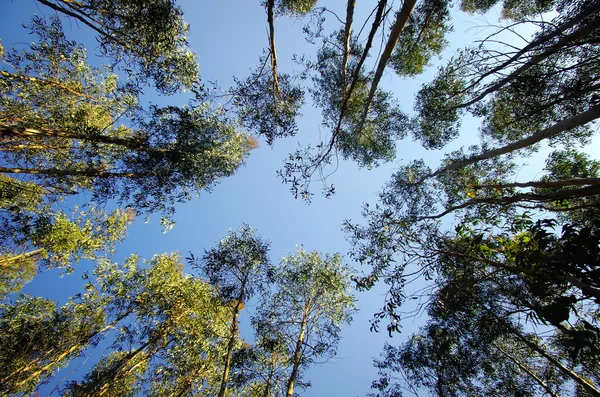 stock image Eucalyptus