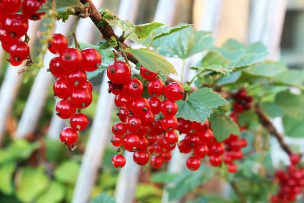 Red ripe currant on a branch. — Stock Photo, Image
