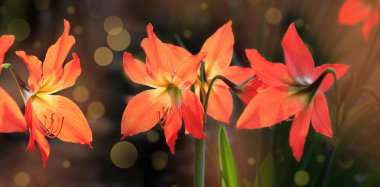 Shiny orange amaryllis or belladonna lily flowers clipart