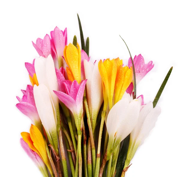 Bündel schöner, farbenfroher Krokusblüten — Stockfoto