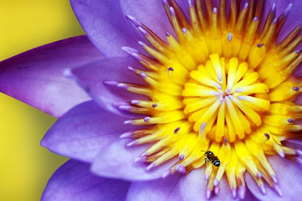 Μωβ κρίνος νερό με κίτρινους στήμονες και μελισσών — Φωτογραφία Αρχείου
