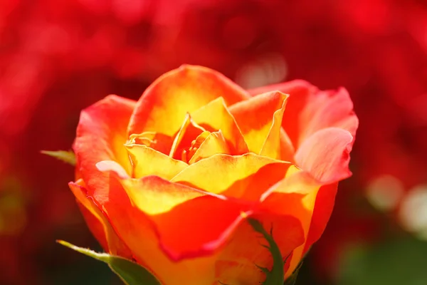 Róża świecące pomarańczowe, żółte z czerwonym tle — Zdjęcie stockowe