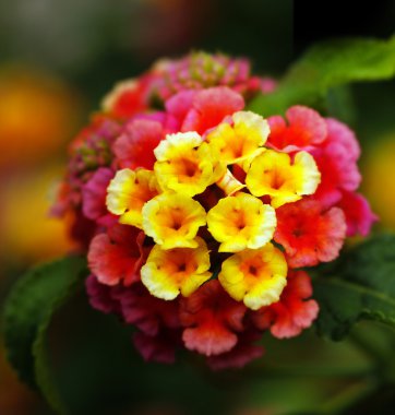 multi closeup lantana çiçeklerin renkli