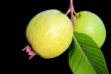 Ripe guava or apple guava(psidium guajava) on black clipart