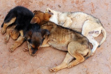 Young street dogs huddling together and sleeping clipart