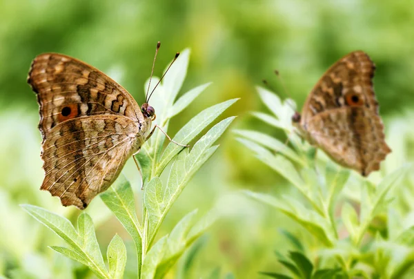 Två vackra fläckig fjärilar koppla av på en växt — Stockfoto