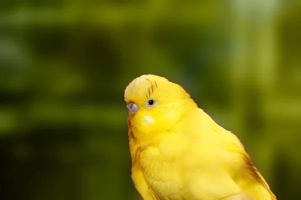 Bonito amarelo lovebird closeup com escuro preto olhos — Fotografia de Stock