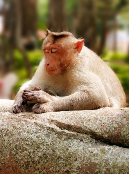Indian macaque monkey in forest with eyes closed — Stock Photo, Image