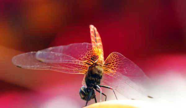 Όμορφη κίτρινη των φτερωτό dragonfly με κόκκινο φόντο — Φωτογραφία Αρχείου