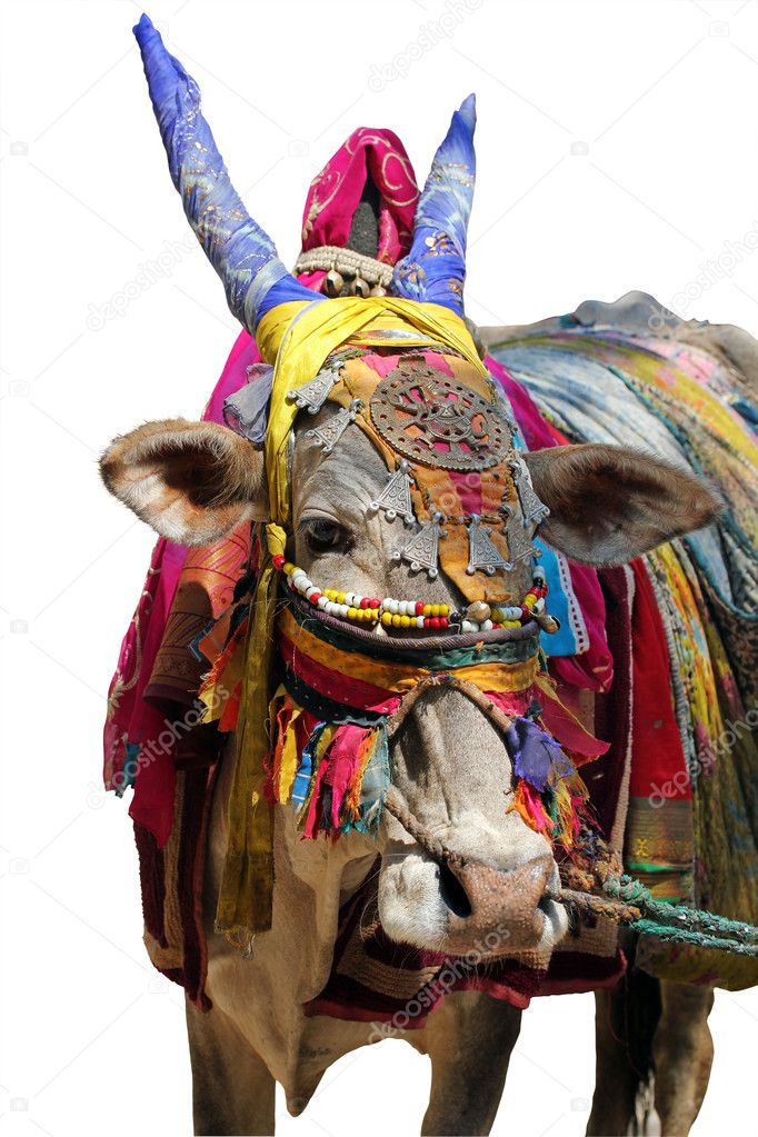 Indian cow decorated with colorful cloth, jewelry